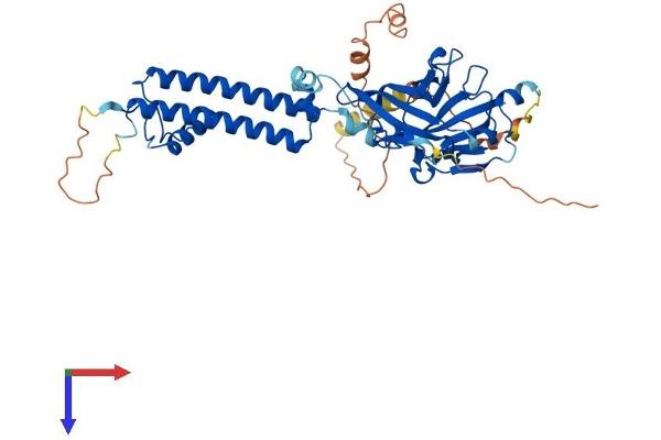 KCNJ4 Protein (AA 1-445) (His tag)