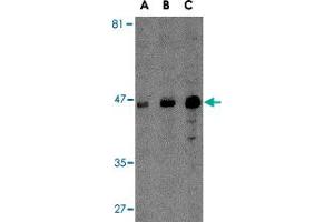 Western blot analysis of MICA in A-20 cell lysate with MICA polyclonal antibody  at (A) 0.