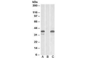 Western blot testing of HEK293 lysate overexpressing human PIM2-MYC with PIM2 antibody (0. (PIM2 Antikörper)