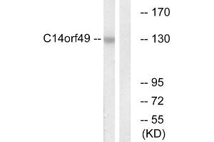 Western blot analysis of extracts from Jurkat cells, using C14orf49 antibody. (Nesprin3 Antikörper  (Internal Region))