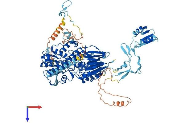 CPSF2 Protein (AA 1-782) (His tag)