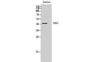 Western Blotting (WB) image for anti-Complement Decay-Accelerating Factor (CD55) (Internal Region) antibody (ABIN3183777) (CD55 Antikörper  (Internal Region))