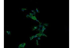 Image no. 2 for anti-Anaphase Promoting Complex Subunit 11 (ANAPC11) antibody (ABIN1496631) (ANAPC11 Antikörper)