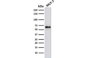 Western Blot Analysis of human MCF-7 cell lysate using Estrogen Receptor alpha Mouse Monoclonal Antibody (ER506). (Estrogen Receptor alpha Antikörper  (AA 2-185))