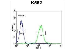 CNGA2 Antibody (N-term) (ABIN651051 and ABIN2840047) flow cytometric analysis of K562 cells (right histogram) compared to a negative control cell (left histogram). (CNGA2 Antikörper  (N-Term))