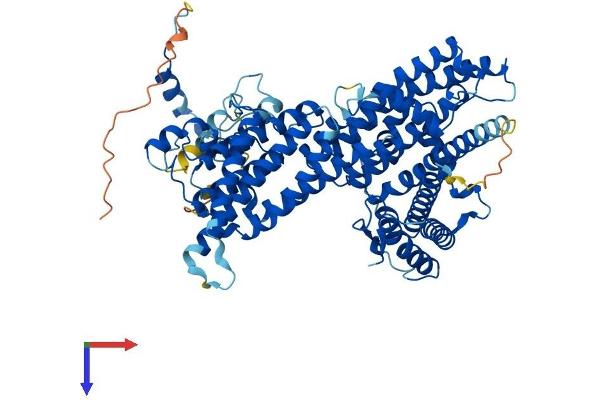 MAK10/NAA35 Protein (AA 1-725) (His tag)