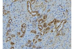 ABIN6278267 at 1/100 staining Mouse kidney tissue by IHC-P. (KIF3A Antikörper  (C-Term))
