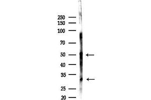 Western blot analysis of lysates from Mouse lung, using SGPP1 Antibody at 1/1000 dilution.