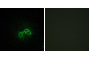 Peptide - +Immunofluorescence analysis of 3T3 cells, using BLCAP antibody.