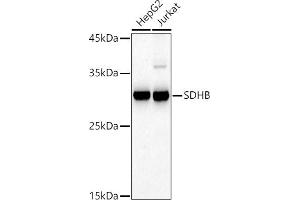 Western blot analysis of extracts of various cell lines, using SDHB antibody (ABIN6131588, ABIN6147472, ABIN6147474 and ABIN6215002) at 1:500 dilution. (SDHB Antikörper  (AA 29-280))