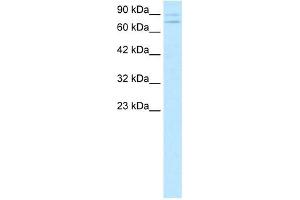 ZNF81 antibody (20R-1073) used at 0.