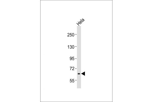 RAB11FIP5 antibody  (AA 341-375)