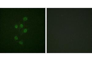 P-peptide - +Immunofluorescence analysis of A549 cells, using HDAC3 (Phospho-Ser424) antibody. (HDAC3 Antikörper  (pSer424))