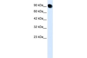 Western Blotting (WB) image for anti-Mediator Complex Subunit 16 (MED16) antibody (ABIN2460418) (MED16 Antikörper)