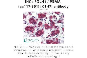 Image no. 1 for anti-Folate Hydrolase (Prostate-Specific Membrane Antigen) 1 (FOLH1) (AA 117-351) antibody (ABIN1723210) (PSMA Antikörper  (AA 117-351))