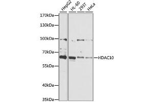 Western blot analysis of extracts of various cell lines, using HDAC10 antibody (ABIN1882316) at 1:1000 dilution. (HDAC10 Antikörper)