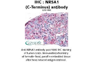 Image no. 1 for anti-Nuclear Receptor Subfamily 5, Group A, Member 1 (NR5A1) (C-Term) antibody (ABIN1737513) (NR5A1 Antikörper  (C-Term))