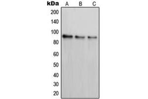 Western blot analysis of PAK7 expression in SKNSH (A), K562 (B), COS7 (C) whole cell lysates.