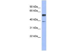 WB Suggested Anti-KHDRBS3 Antibody Titration:  0. (KHDRBS3 Antikörper  (N-Term))