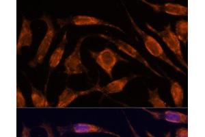 Immunofluorescence analysis of L929 cells using IPO4 Polyclonal Antibody at dilution of 1:100. (Importin 4 Antikörper)