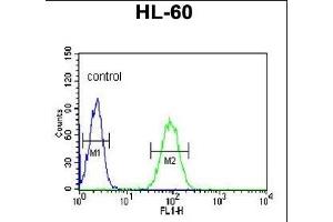 NASP Antibody (N-term) (ABIN651103 and ABIN2840071) flow cytometric analysis of HL-60 cells (right histogram) compared to a negative control cell (left histogram).