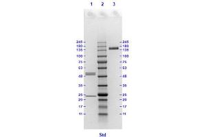 Coomassie stained SDS-PAGE results using Anti-Hemagglutinin (HA) (Mouse) Monoclonal Antibody clone 22D2 separated in a 4-20 % gradient gel.