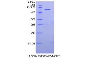 SDS-PAGE (SDS) image for alpha-2-HS-Glycoprotein (AHSG) (AA 19-300) protein (His tag,GST tag) (ABIN1877250)