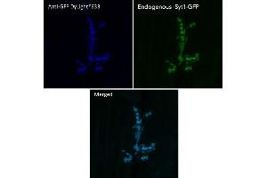 Immunofluorescence (IF) image for anti-Green Fluorescent Protein (GFP) antibody (DyLight 633) (ABIN7273062) (GFP Antikörper  (DyLight 633))