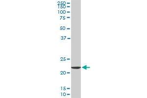 EFHD1 monoclonal antibody (M09), clone 1A8. (EFHD1 Antikörper  (AA 168-238))