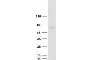 Western Blotting (WB) image for Serpin Family A Member 7 (SERPINA7) protein (Myc-DYKDDDDK Tag) (ABIN2733692)