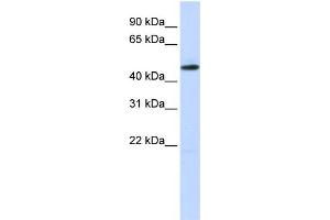 WB Suggested Anti-TEAD2 Antibody Titration:  0. (TEAD2 Antikörper  (N-Term))