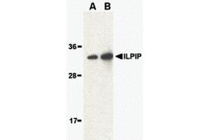 Western Blotting (WB) image for anti-STE20-Related Kinase Adaptor beta (STRADB) (Middle Region) antibody (ABIN1030961) (STRADB Antikörper  (Middle Region))