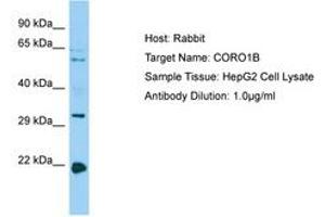 Image no. 1 for anti-Coronin, Actin Binding Protein, 1B (CORO1B) (C-Term) antibody (ABIN6750172) (CORO1B Antikörper  (C-Term))