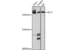 Western blot analysis of extracts of various cell lines, using  Rabbit mAb (ABIN7265369) at 1:1000 dilution. (Acetyl-CoA Carboxylase alpha Antikörper)