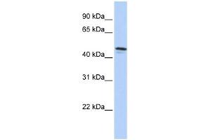 WB Suggested Anti-DPCR1 Antibody Titration:  0. (DPCR1 Antikörper  (C-Term))