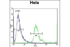 MBNL2 Antibody (C-term) (ABIN656947 and ABIN2846136) flow cytometric analysis of Hela cells (right histogram) compared to a negative control cell (left histogram). (MBNL2 Antikörper  (C-Term))