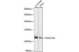 Western blot analysis of extracts of various cell lines, using FA antibody (ABIN7267103) at 1:1000 dilution. (FAM120A Antikörper  (AA 1-140))