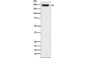 Western blot analysis of Laminin gamma 1 expression in A431 cell lysate.