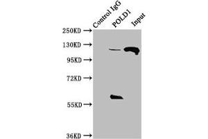 Immunoprecipitating POLD1 in Hela whole cell lysate Lane 1: Rabbit control IgG instead of ABIN7150227 in Hela whole cell lysate. (POLD1 Antikörper  (Catalytic Subunit))