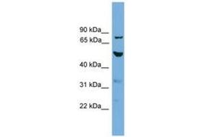 Image no. 1 for anti-Tubulin, alpha 8 (TUBA8) (AA 71-120) antibody (ABIN6745548) (TUBA8 Antikörper  (AA 71-120))