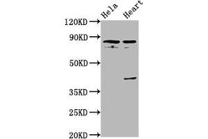 Western Blot Positive WB detected in: Hela whole cell lysate, Rat heart tissue All lanes: QSOX1 antibody at 5. (QSOX1 Antikörper  (AA 101-175))