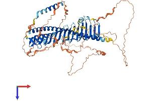 Junctophilin 4 Protein (JPH4) (AA 1-628) (His tag)