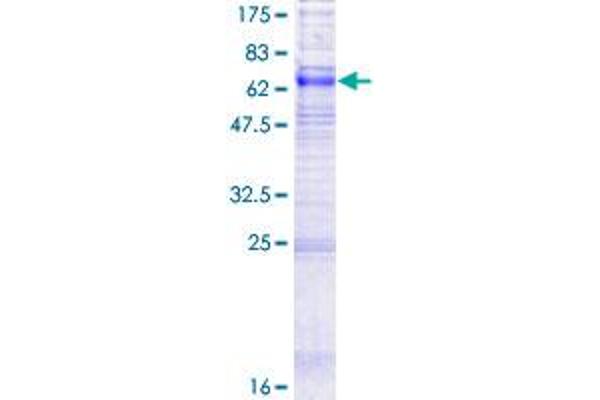 SLC29A1 Protein (AA 1-456) (GST tag)