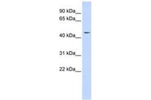 Image no. 1 for anti-Integrator Complex Subunit 12 (INTS12) (AA 36-85) antibody (ABIN6743579) (INTS12 Antikörper  (AA 36-85))