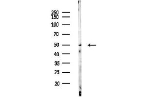 anti-Phospholipase D4 (PLD4) (C-Term) antibody