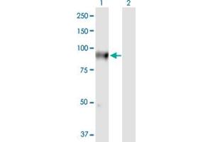anti-FLYWCH-Type Zinc Finger 1 (FLYWCH1) (AA 1-716) antibody