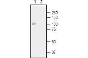 Western blot analysis of human SH-SY5Y neuroblastoma cell lysate:1. (Dopamine Receptor D1 (DRD1) Peptid)