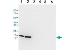 Western Blot analysis of (1) 25 ug whole cell extracts of Hela cells, (2) 15 ug histone extracts of Hela cells, (3) 1 ug of recombinant histone H2A, (4) 1 ug of recombinant histone H2B, (5) 1 ug of recombinant histone H3, (6) 1 ug of recombinant histone H4. (HIST1H3A Antikörper  (acLys18))