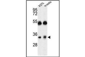 Western blot analysis of ORAI1 Antibody (Center) in A375 cell line and mouse testis tissue lysates (35ug/lane).