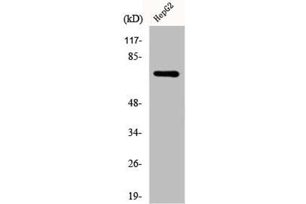 DDX51 Antikörper  (C-Term)